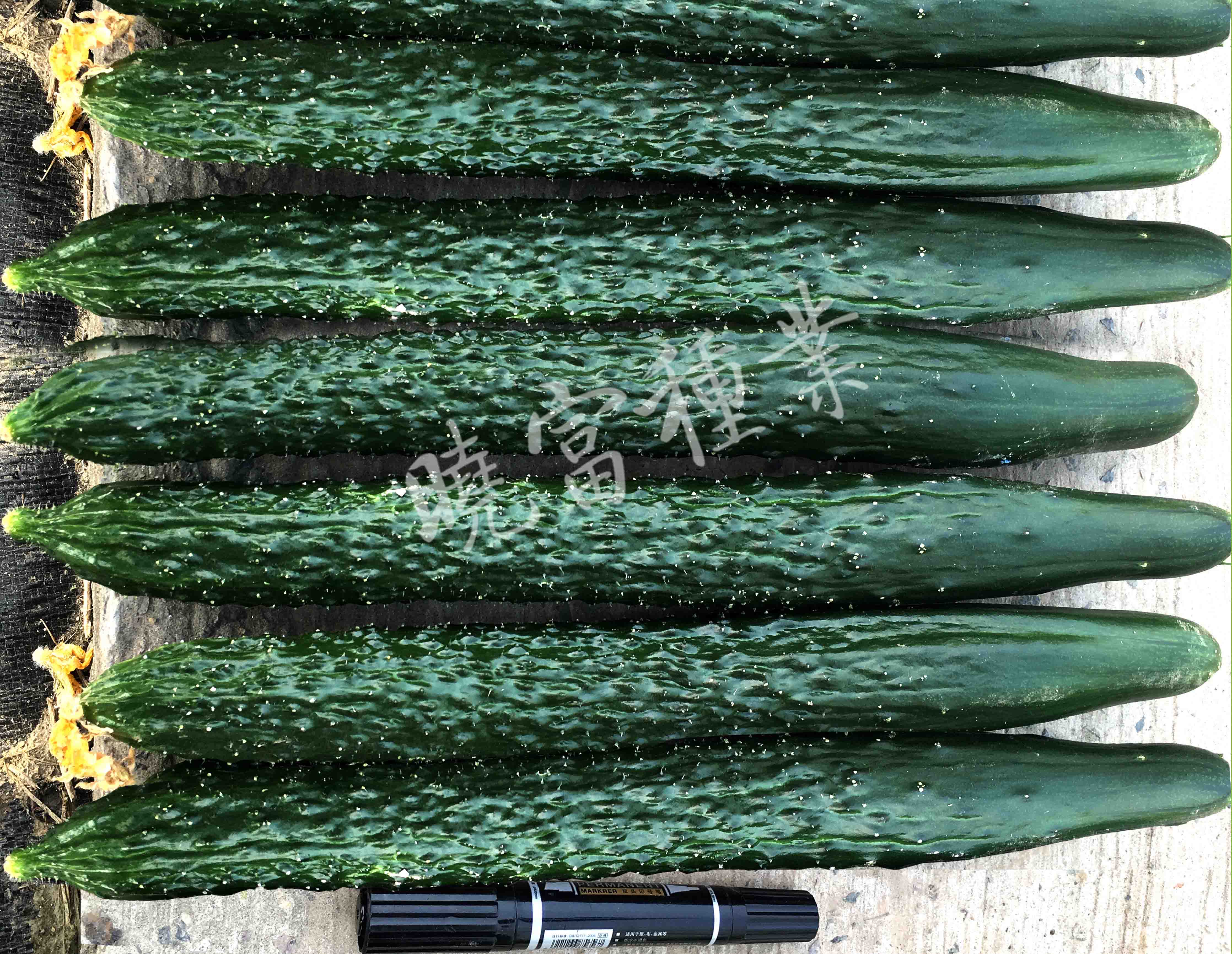 1585989889729070.jpg 04.jpg